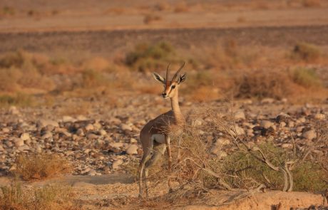 סופרים אחת אחד: הספירה השנתית של צבי הנגב