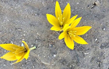 נא למהר ולהתפעל מהן: החלמוניות פורחות לתקופה קצרה