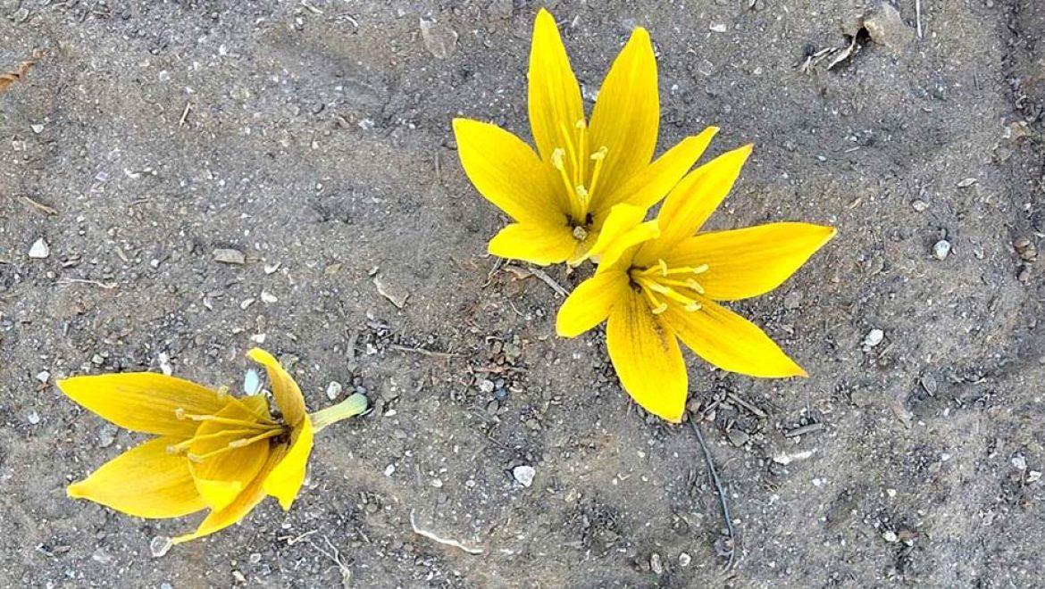 נא למהר ולהתפעל מהן: החלמוניות פורחות לתקופה קצרה