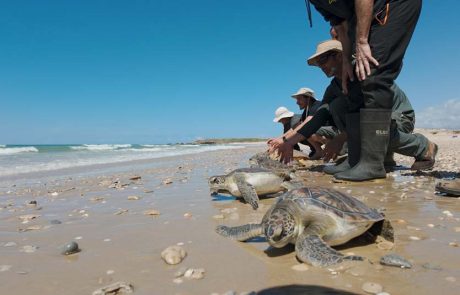 ממשיכים לשמור על צבי הים ברשות הטבע והגנים