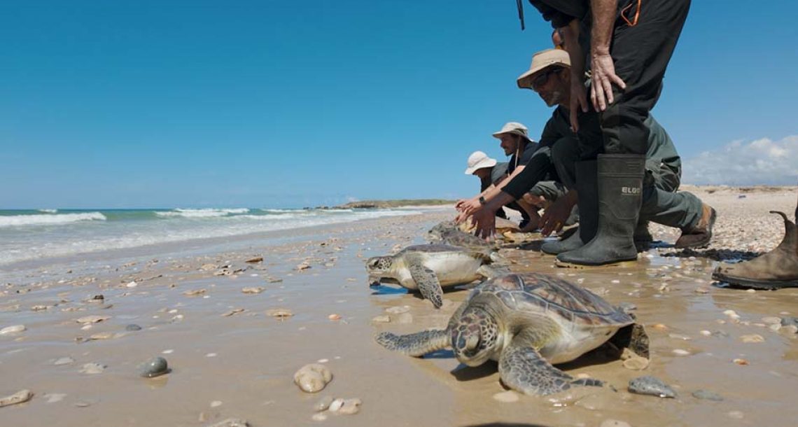 ממשיכים לשמור על צבי הים ברשות הטבע והגנים
