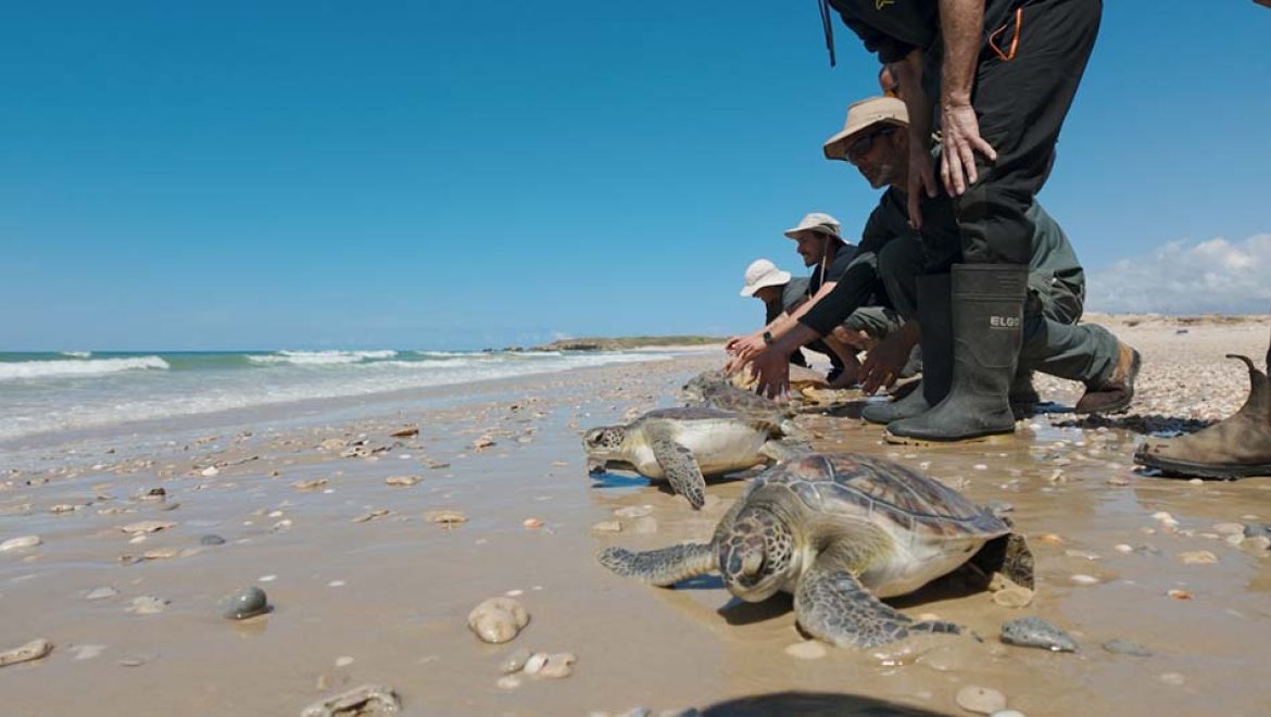 ממשיכים לשמור על צבי הים ברשות הטבע והגנים