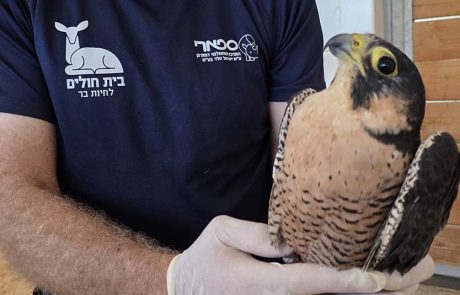 נקבת בז נודד מחלימה בבית החולים לחיות בר שבספארי ר”ג