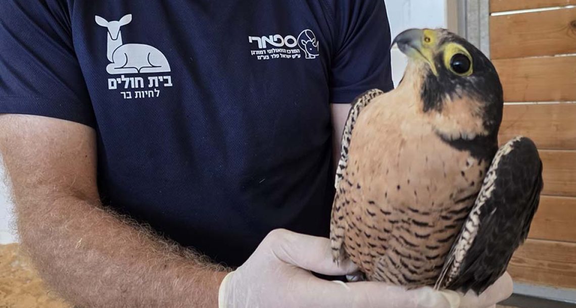 נקבת בז נודד מחלימה בבית החולים לחיות בר שבספארי ר”ג