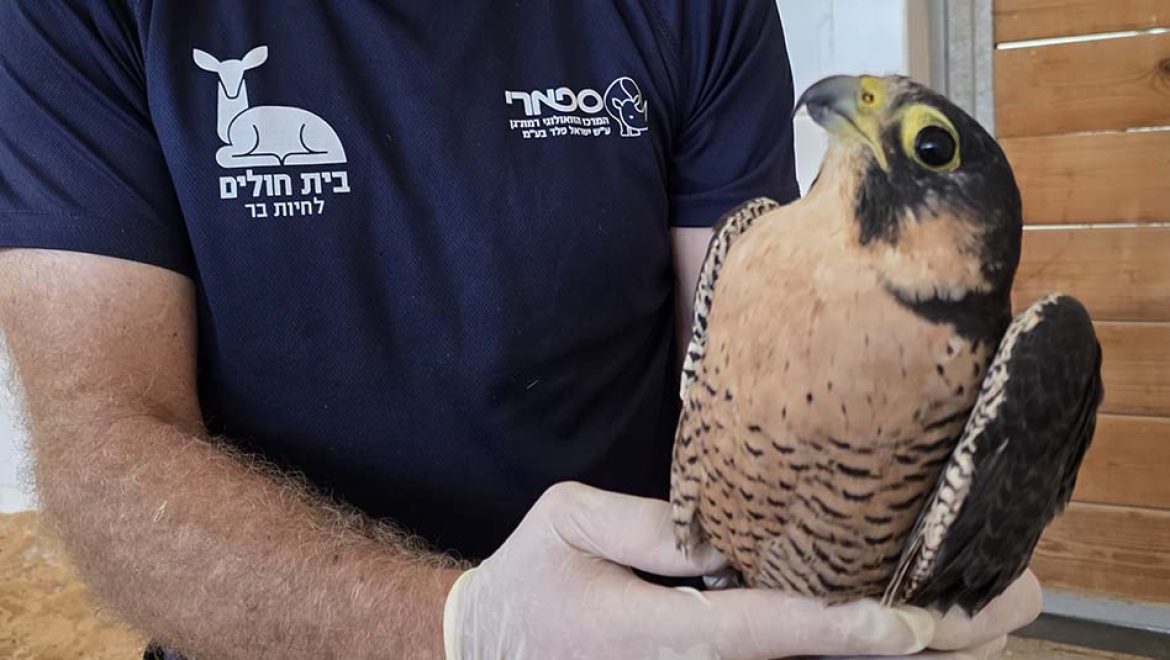 נקבת בז נודד מחלימה בבית החולים לחיות בר שבספארי ר”ג