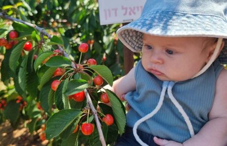 הדובדבנים מחכים לכל המשפחה, בקטיף עצמי במטעי אל-רום