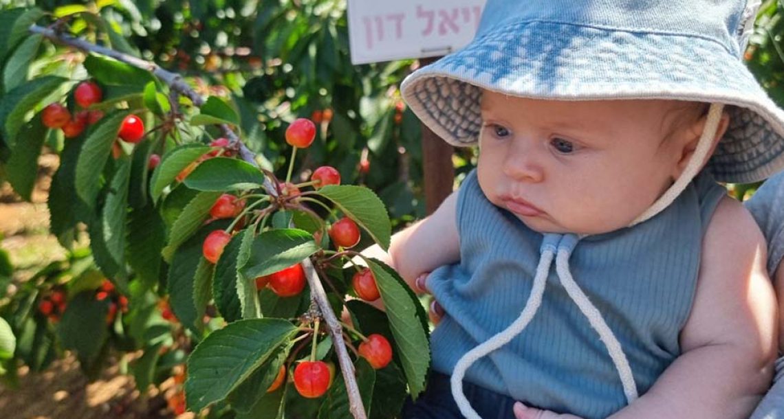 הדובדבנים מחכים לכל המשפחה, בקטיף עצמי במטעי אל-רום