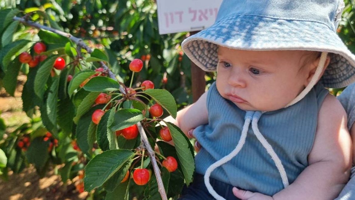 הדובדבנים מחכים לכל המשפחה, בקטיף עצמי במטעי אל-רום