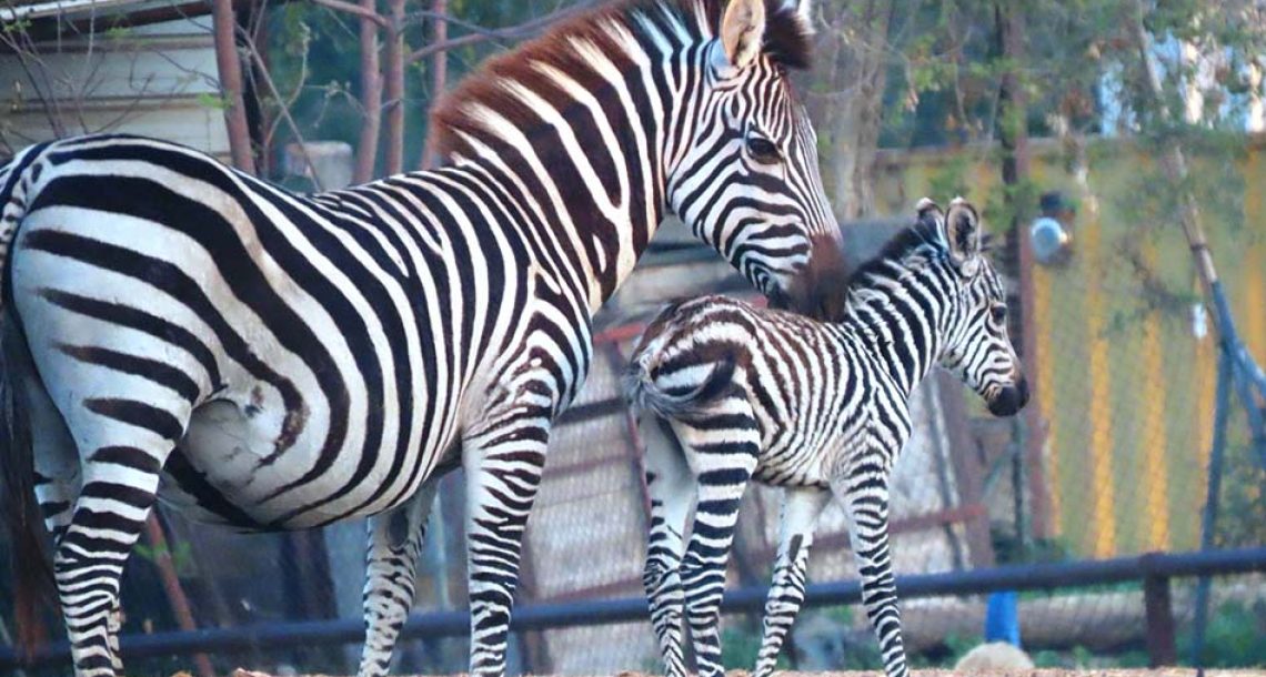 בייבי בום בסוואנה: 6 סייחי זברות נולדו בספארי