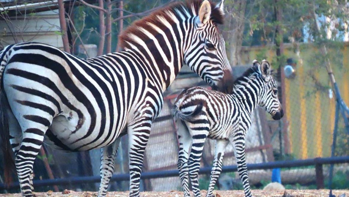 בייבי בום בסוואנה: 6 סייחי זברות נולדו בספארי