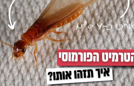 נא להכיר: החלו מעופי הכלולות של הטרמיט הפורמוסי בפ”ת וסביבותיה