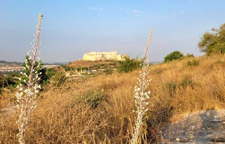 הקדימו לפרוח: חצבים ראשונים כבר בסוף יוני