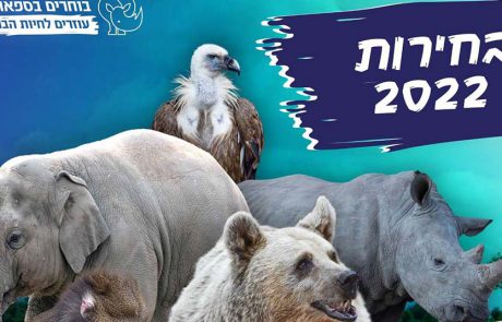 הפנינג בחירות בספארי, וכאן ניתן להצביע בכל גיל