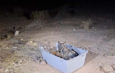 השיקום המופלא בבית החולים: הזאבה הערבית החלימה ושבה אל המרחבים