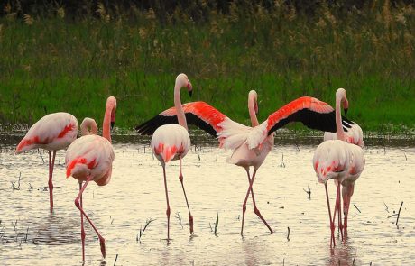 להקה של כ-100 פלמינגו בחרו לנפוש בשמורת חוף הבונים
