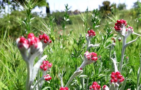 דם-המכבים האדום: הפרח המזוהה עם יום הזיכרון, כבר פורח