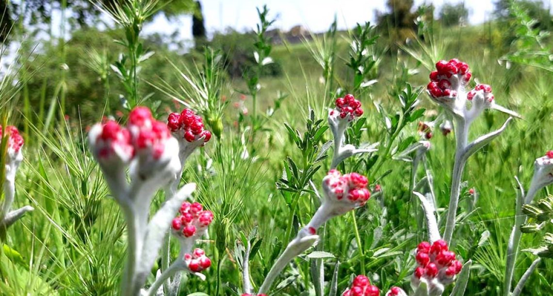 דם-המכבים האדום: הפרח המזוהה עם יום הזיכרון, כבר פורח