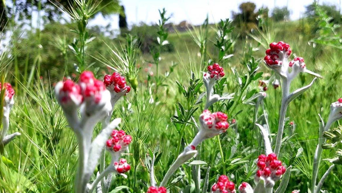 דם-המכבים האדום: הפרח המזוהה עם יום הזיכרון, כבר פורח