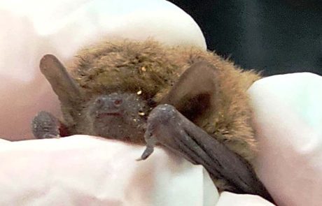 מאמץ גדול להציל עטלפון חרקים קטן, בספארי ר”ג