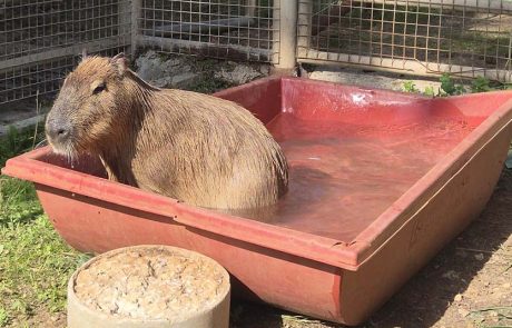 ציון, זכר הקפיברה החדש, מצטרף לספארי רמת גן