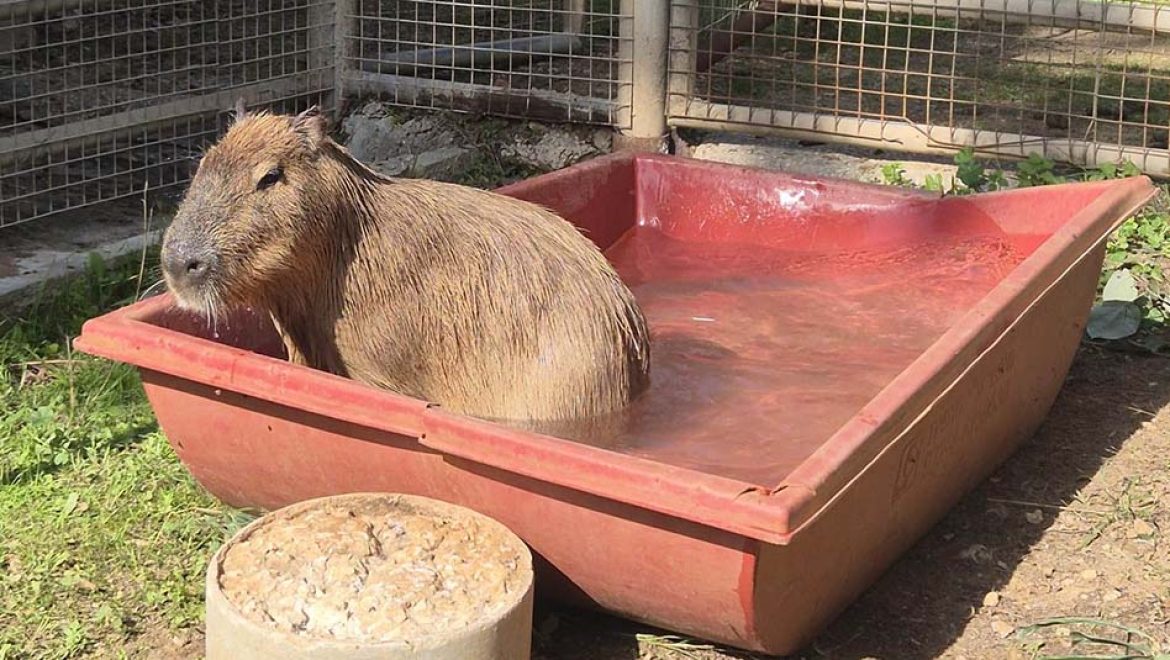 ציון, זכר הקפיברה החדש, מצטרף לספארי רמת גן