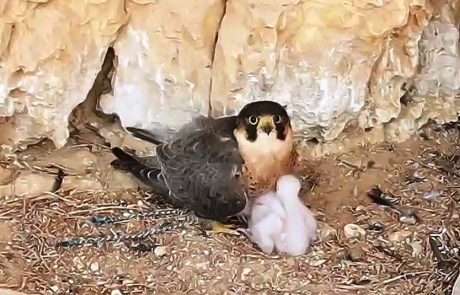 הבז שברח מהבזיארים והקים משפחה במדבר יהודה