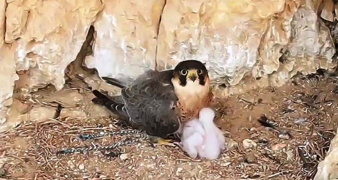 הבז שברח מהבזיארים והקים משפחה במדבר יהודה