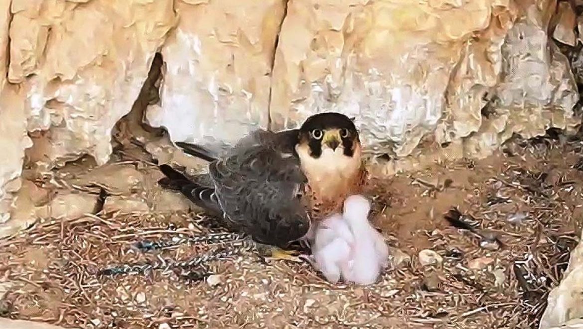 הבז שברח מהבזיארים והקים משפחה במדבר יהודה