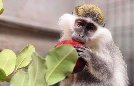 קופת גנון ירוק שברחה, נלכדה והועברה לשיקום במקלט הקופים