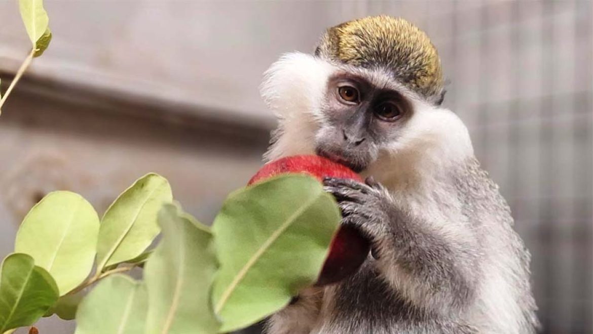 קופת גנון ירוק שברחה, נלכדה והועברה לשיקום במקלט הקופים