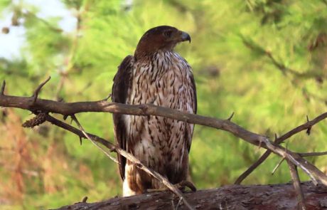 עיט ניצי הפתיע בביקור בסוואנה האפריקאית של הספארי בר”ג