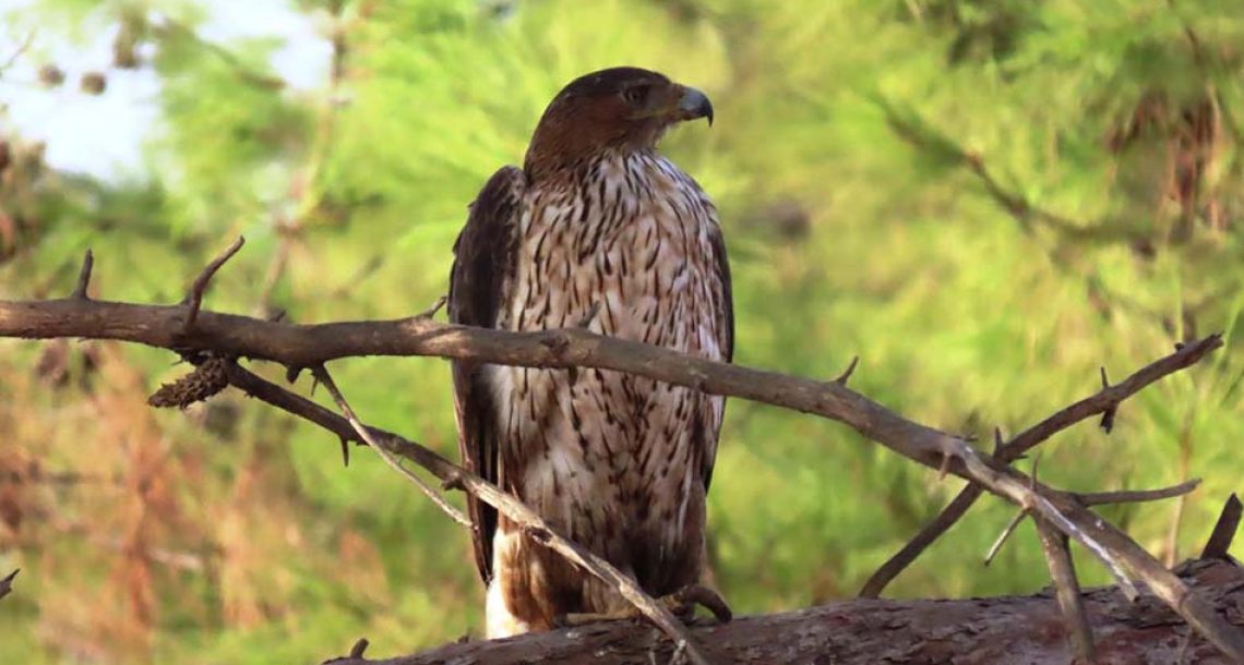 עיט ניצי הפתיע בביקור בסוואנה האפריקאית של הספארי בר”ג
