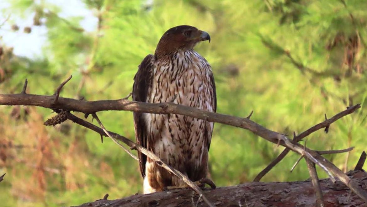 עיט ניצי הפתיע בביקור בסוואנה האפריקאית של הספארי בר”ג