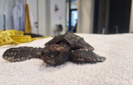 מטיילים בגשמים ומצילים צבים