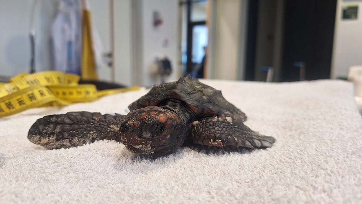 מטיילים בגשמים ומצילים צבים