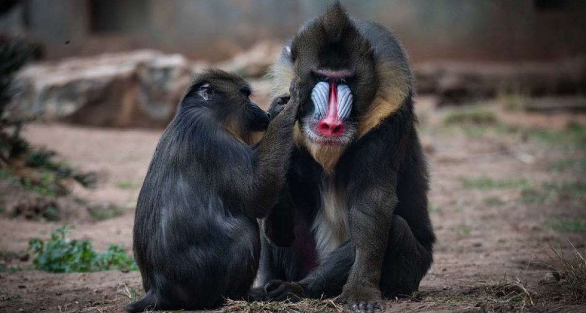 אהבה בספארי: להסתובב יד ביד בשבילי גן החיות