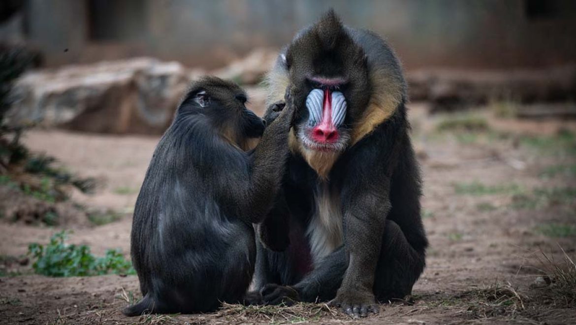אהבה בספארי: להסתובב יד ביד בשבילי גן החיות