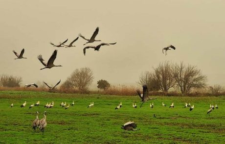 החסידות הקדימו להגיע לאגמון החולה