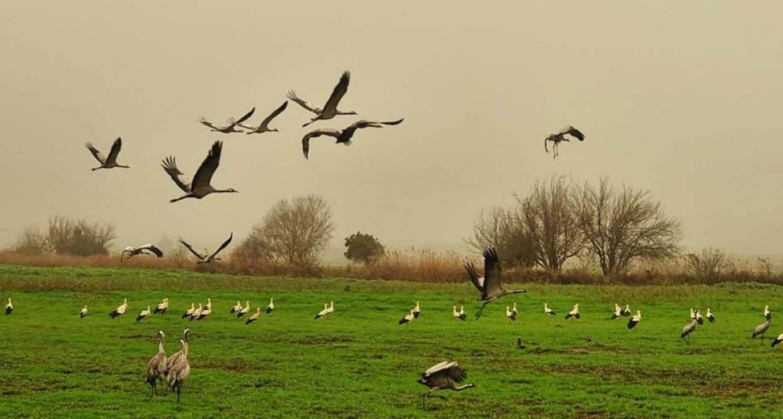 החסידות הקדימו להגיע לאגמון החולה