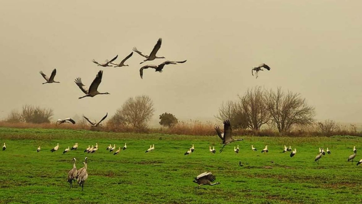החסידות הקדימו להגיע לאגמון החולה