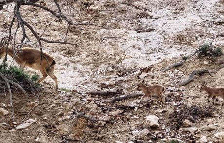 עונת המלטות היעלים החלה: תיעוד של צאצאים בשמורת מצוק הצינים