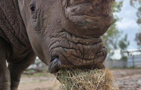 הספארי נפתח ומבקש את תמיכת הציבור