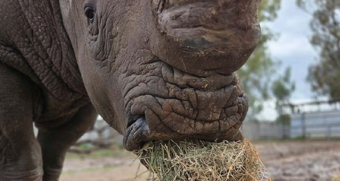 הספארי נפתח ומבקש את תמיכת הציבור