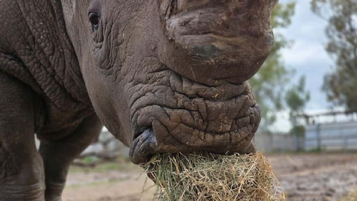 הספארי נפתח ומבקש את תמיכת הציבור