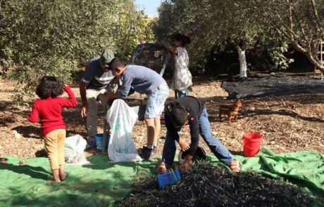 “בצל עצי הזית”: באשכול בית הכרם