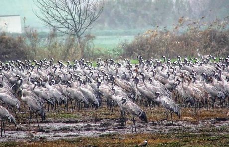 טיול בגשם באגמון החולה-קק”ל: נפלאות נוצות ה”פוך” של העגורים