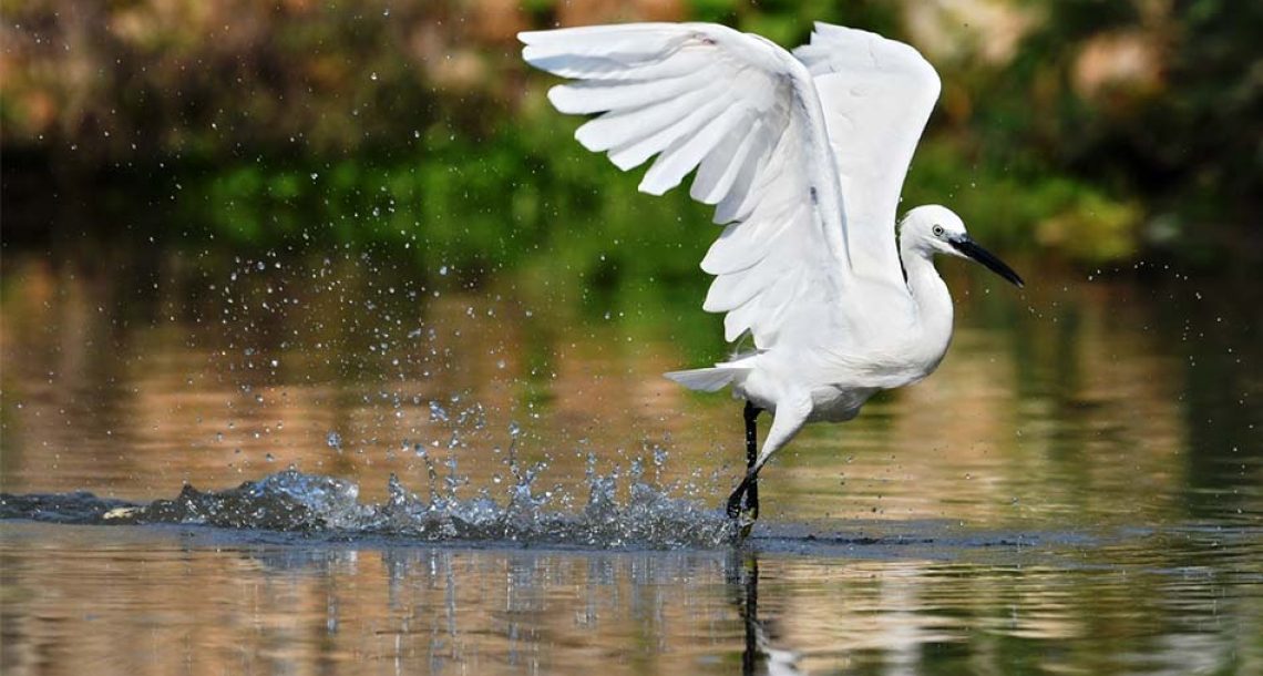 לכבוד יום נשיונל ג’אוגרפיק: החיים הסמויים של נחל הירקון
