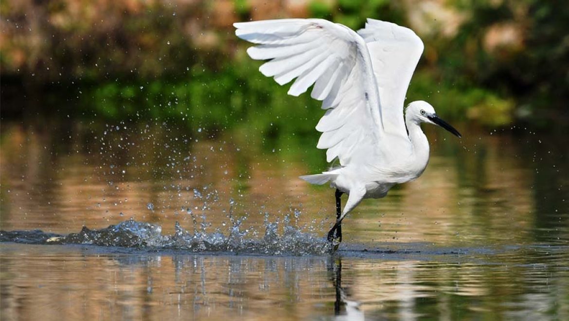 לכבוד יום נשיונל ג’אוגרפיק: החיים הסמויים של נחל הירקון