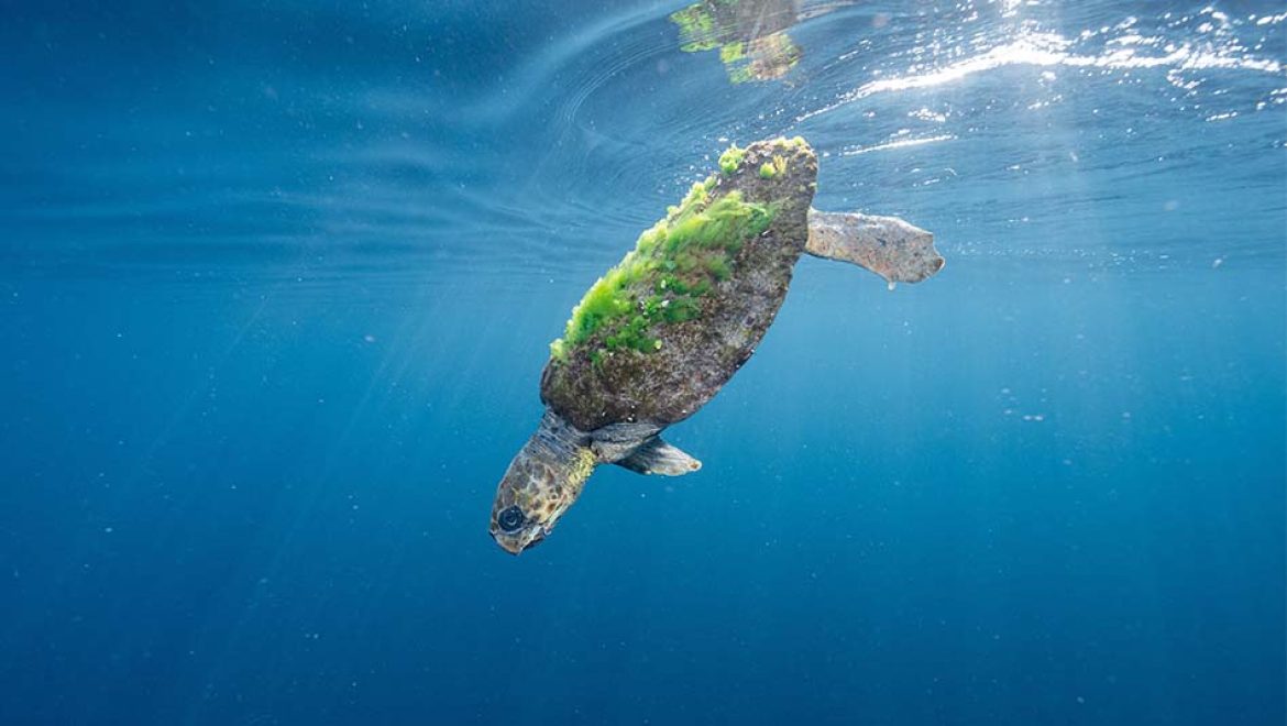 חילוץ ימי של צב ים חום קטוע גפה