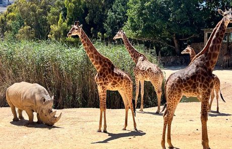 מוזמנים להיכנס לעולמם המופלא של בעלי החיים בגן החיות התנ”כי